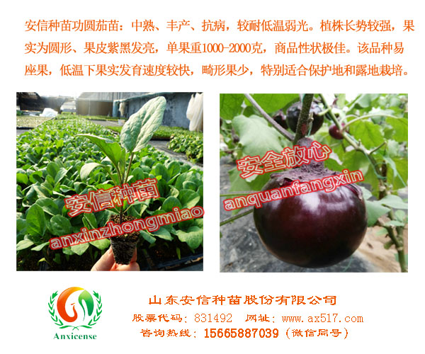 茄子苗原始圖片2