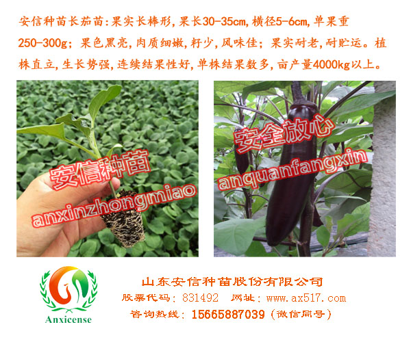 茄子苗原始圖片3