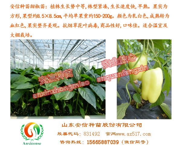 甜椒苗原始圖片2
