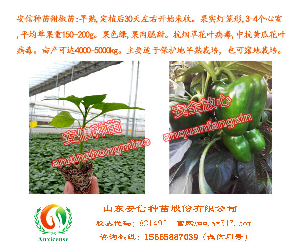 甜椒苗原始圖片3