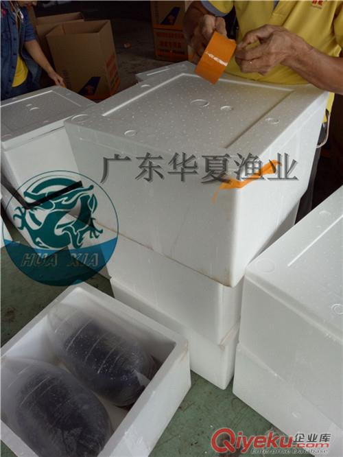 批發泥鰍苗丨臺灣泥鰍魚苗供應丨雜交泥鰍養殖技術指導原始圖片2