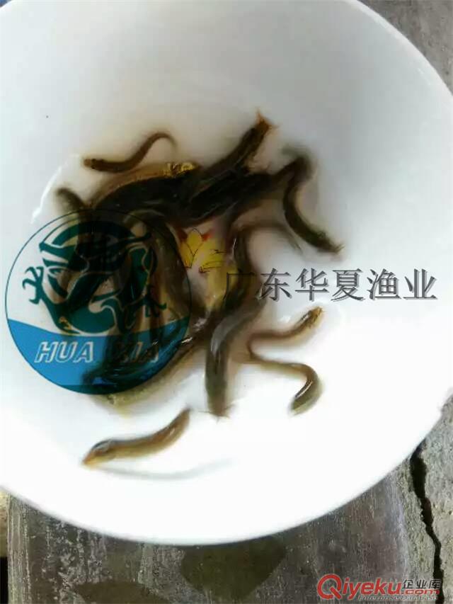 批發泥鰍苗丨臺灣泥鰍魚苗供應丨雜交泥鰍養殖技術指導