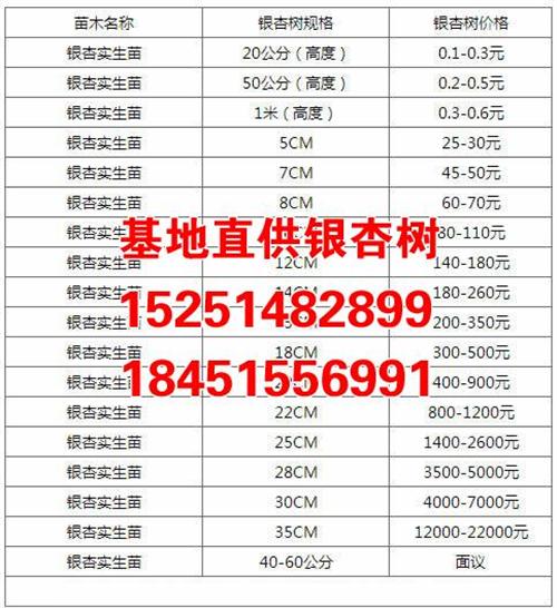 西安銀杏樹苗價格、西安銀杏、盛緣銀杏(多圖)