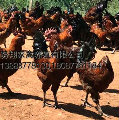 云南無量山土雞苗高腳土雞苗毛腳土雞苗無量山烏骨雞苗烏雞苗烏雞原始圖片2