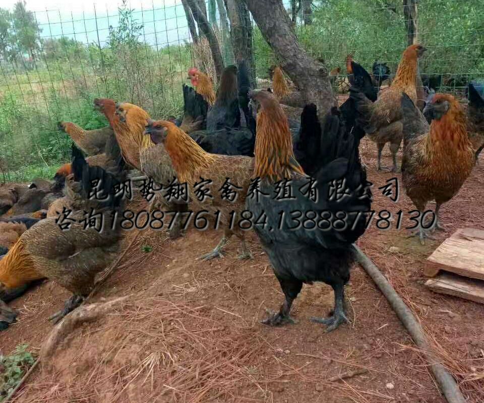 云南無量山土雞苗高腳土雞苗毛腳土雞苗無量山烏骨雞苗烏雞苗烏雞原始圖片3