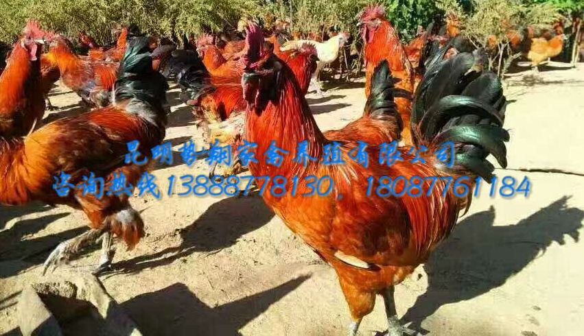 高腳土雞苗云南本地土雞苗四川土雞苗貴州土雞苗