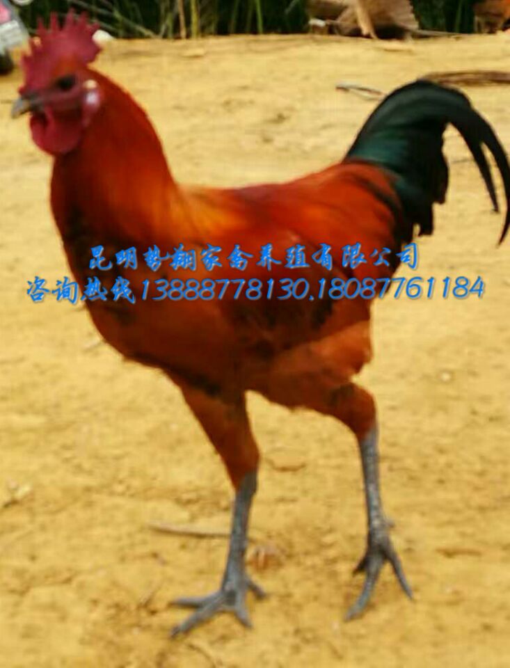 高腳土雞苗云南本地土雞苗四川土雞苗貴州土雞苗