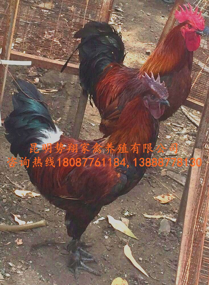 云南本地土雞苗老品種土雞苗高腳土雞苗四川土雞苗貴州土雞苗