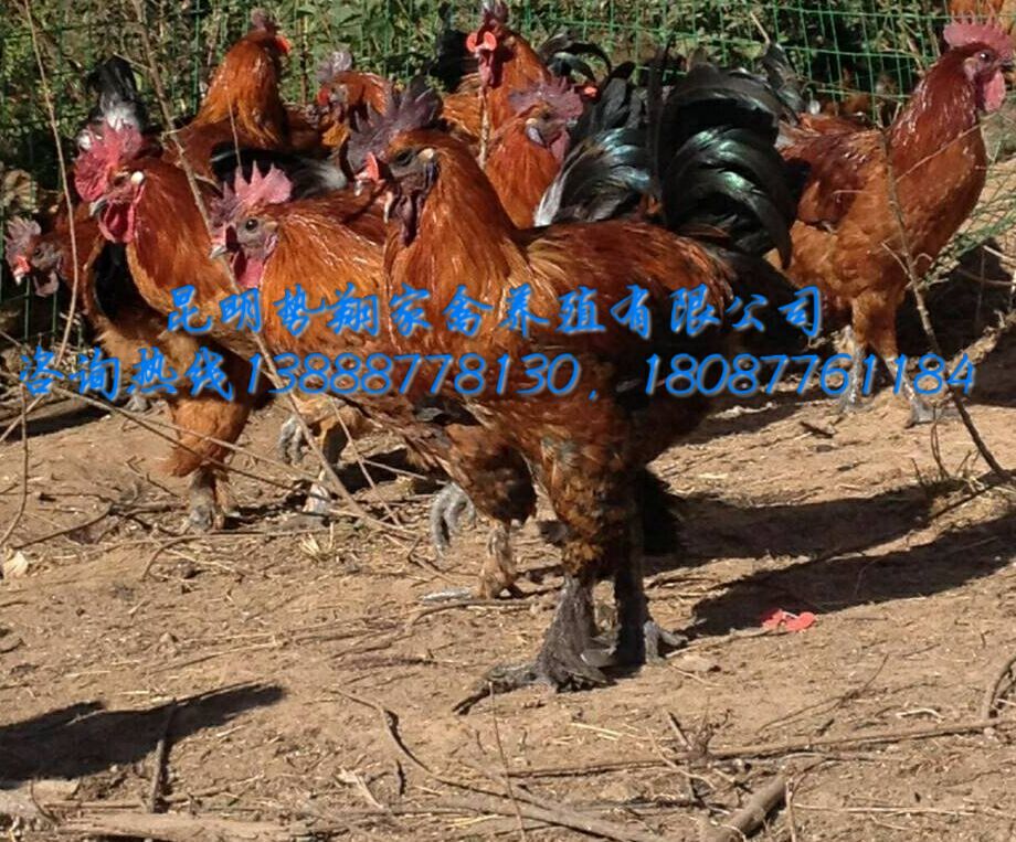 武定土雞苗高腳土雞苗毛腳土雞苗云南本地土雞苗烏骨雞苗原始圖片2