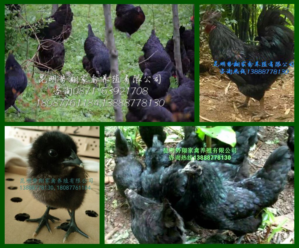 云南綠殼蛋雞苗五黑一綠蛋雞苗黑毛綠殼蛋雞苗烏雞苗高產(chǎn)綠殼蛋雞苗
