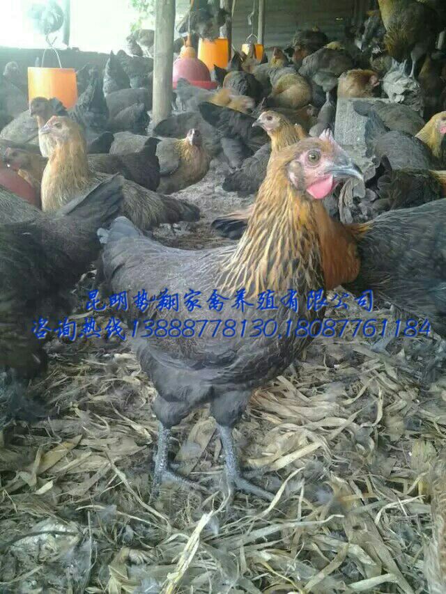 老品種土雞苗高腳土雞苗云南本地土雞苗四川土雞苗貴州土雞苗原始圖片2