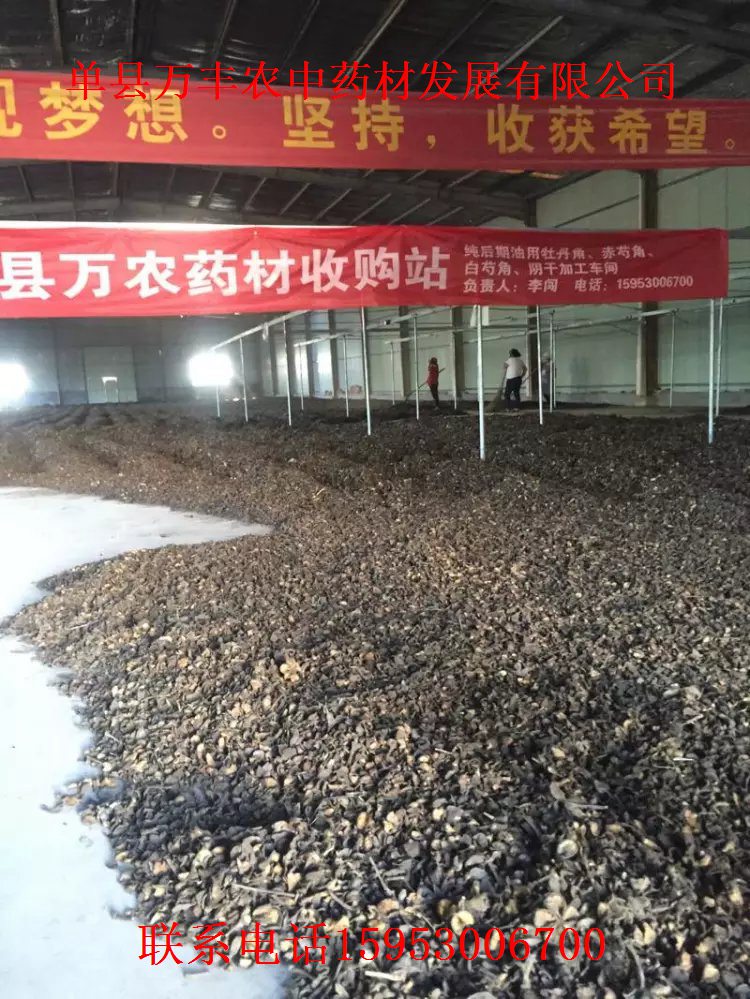 白芍種苗批發(fā)