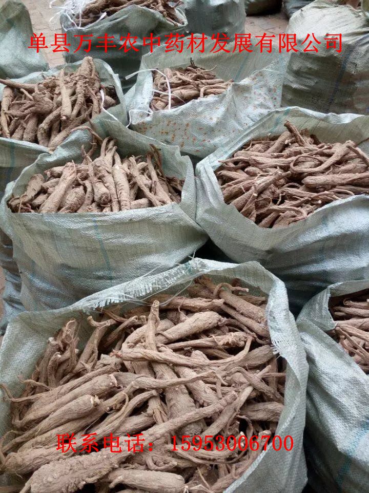 白芷種子批發(fā)