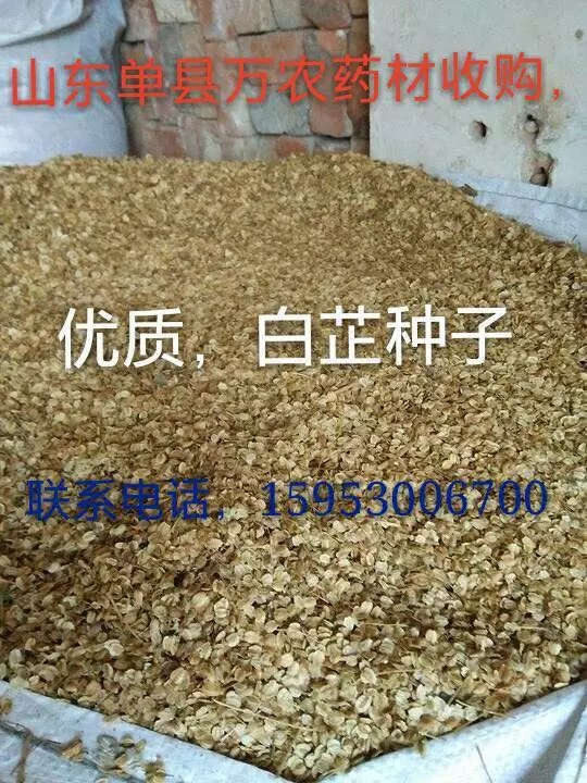 白芷種子批發(fā)