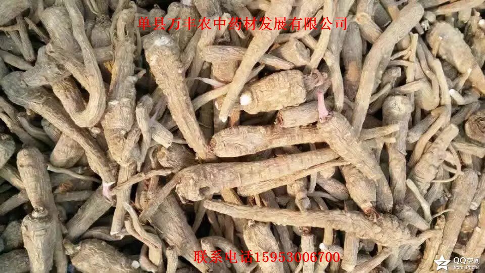白芷種子批發(fā)