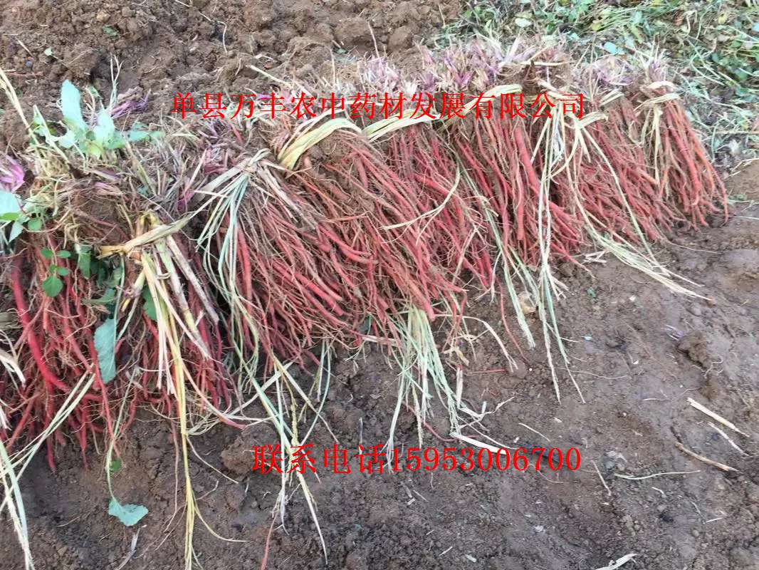丹參種苗批發(fā)
