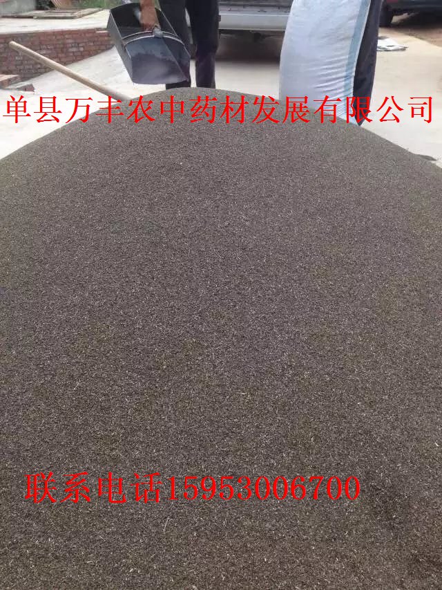 丹參種苗批發