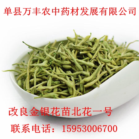 金銀花苗批發(fā)