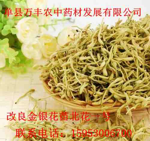 金銀花苗批發(fā)