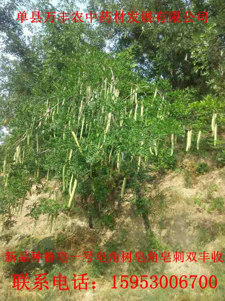 皂角種苗批發(fā)量大從優(yōu)質(zhì)量保證