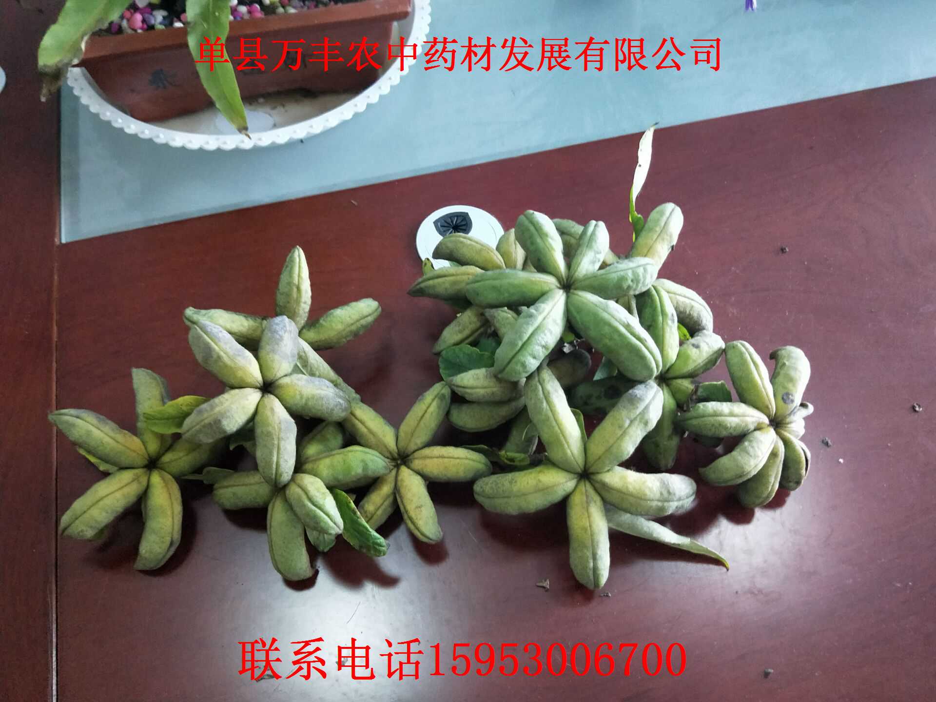 油用牡丹種苗批發(fā)